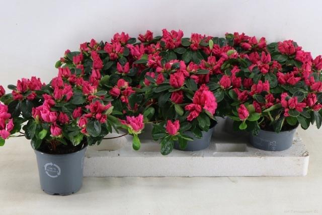 <h4>RHODO SI OV</h4>