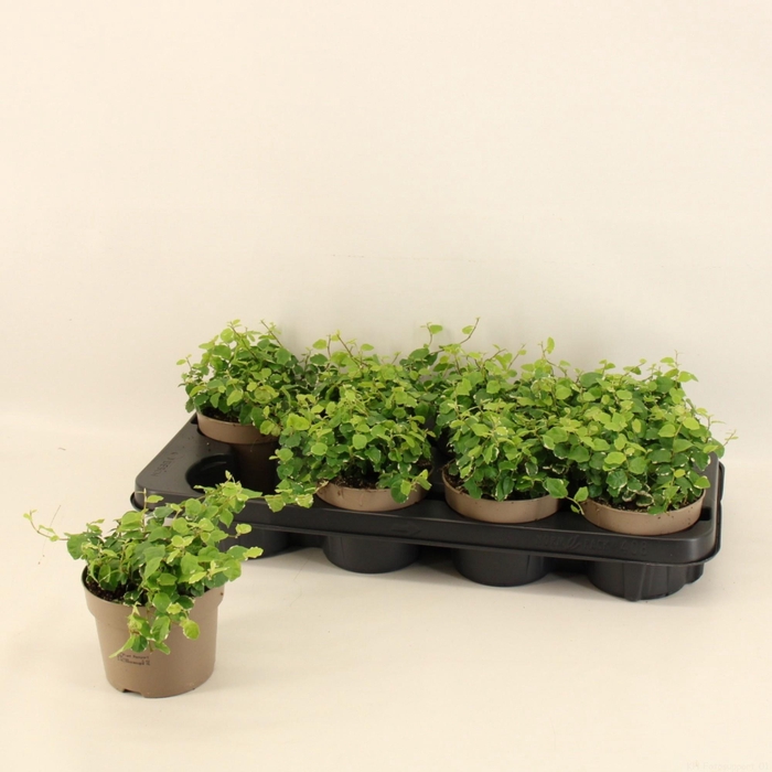 <h4>FIC PU WHITE SUNNY</h4>