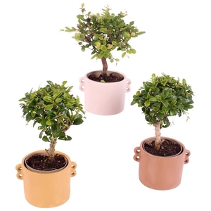 Bonsai Indoor Mix Ø 9cm Ball Shape in Ø13cm Ceramic EV562