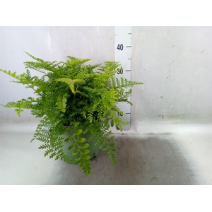 Asplenium  'Parvati'