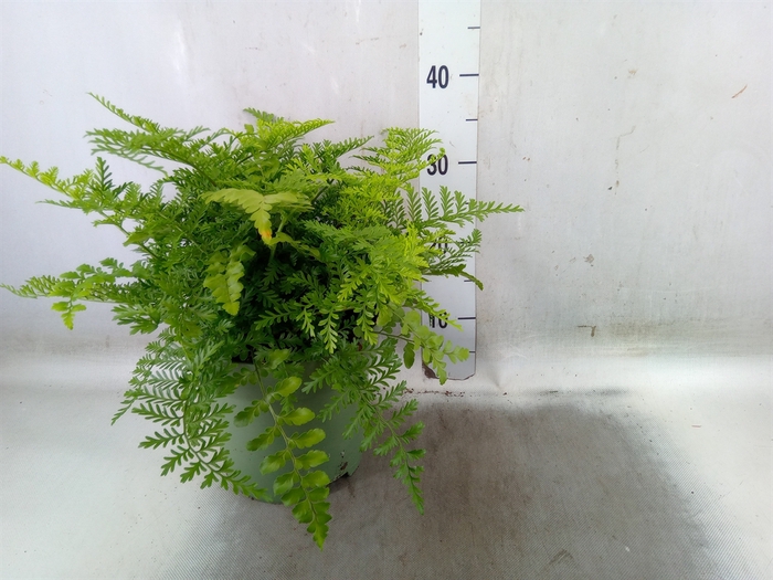 <h4>Asplenium  'Parvati'</h4>