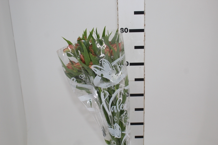 <h4>ALSTROEMERIA CANYON 080 CM</h4>