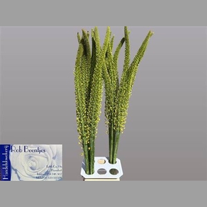 Eremurus Yellow Rebe