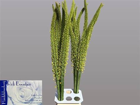 <h4>Eremurus Yellow Rebe</h4>