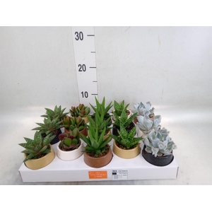 Succulents   ...mix 5