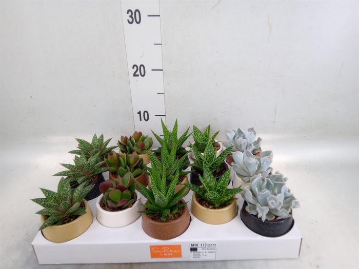 <h4>Succulents   ...mix 5</h4>