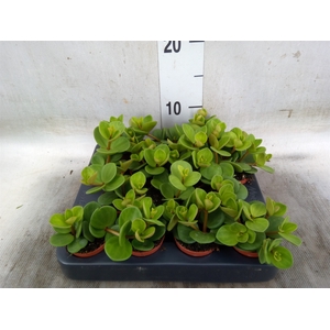 Peperomia tetraphylla 'Hope'