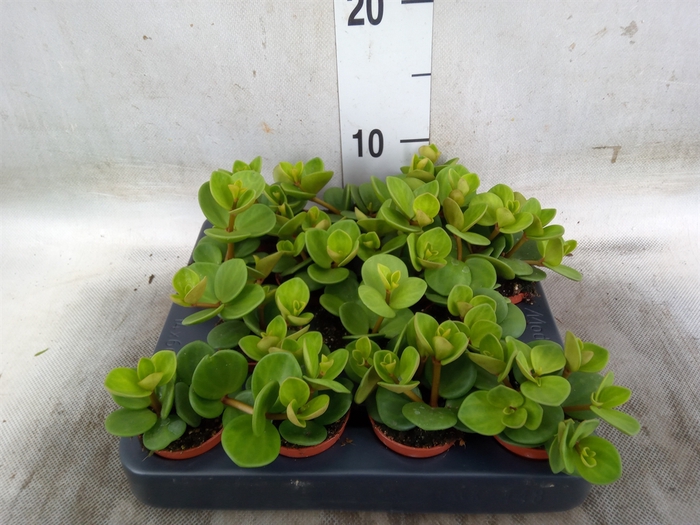 <h4>Peperomia tetraphylla 'Hope'</h4>