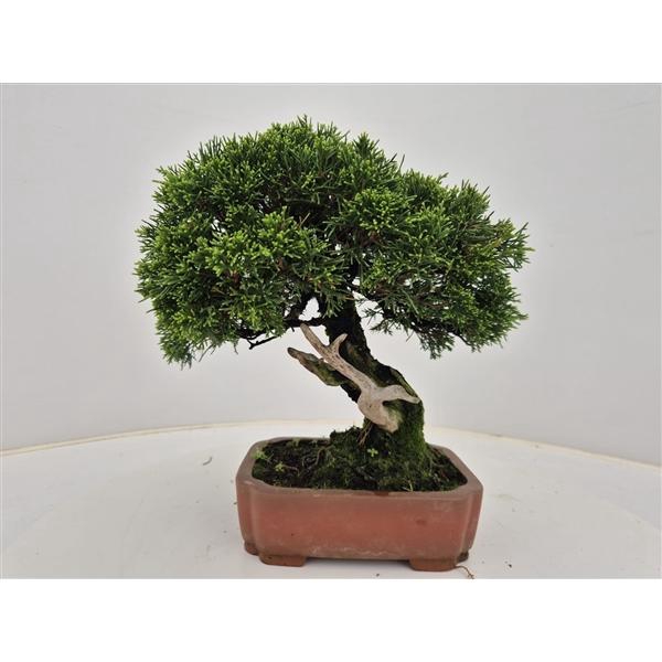 <h4>Juniperus chinensis, 18cm</h4>