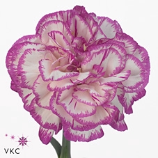 <h4>Dianthus st kino</h4>