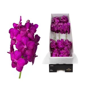 Vanda Tayanee Cerise X10