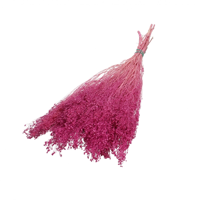 <h4>Droogbloem Broom Bloom 50-55cm</h4>