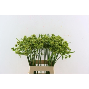 Siergras Cyperus Glaber