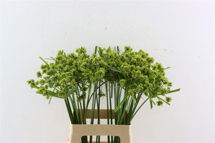 <h4>Siergras Cyperus Glaber</h4>