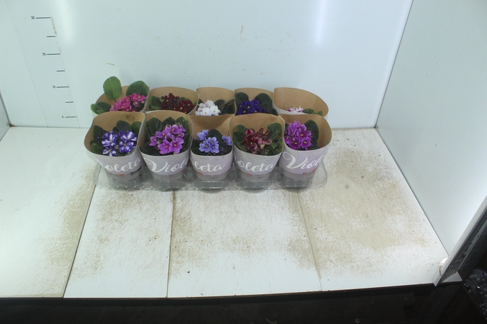 <h4>VIOLETA P11</h4>
