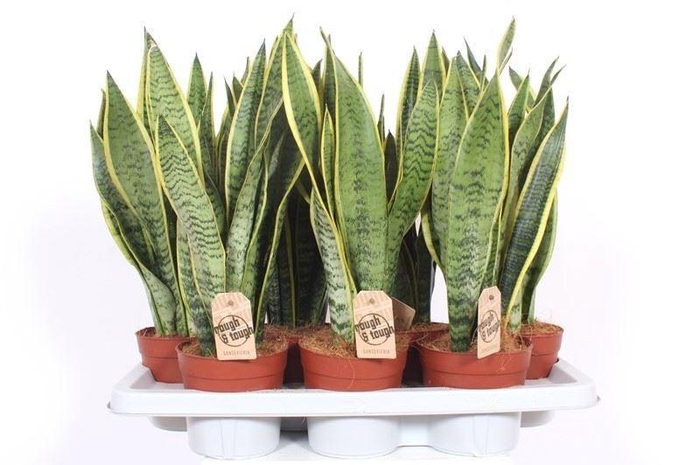<h4>Sansevieria trifa. 'Laurentii'</h4>