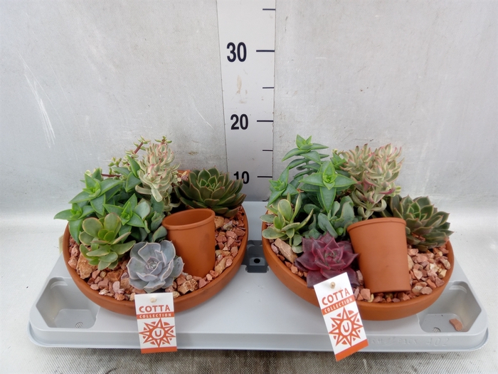 <h4>Arr.  Succulents H%</h4>