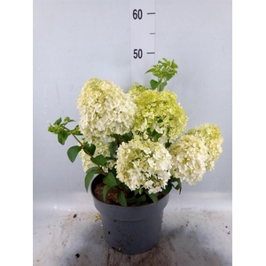 Hydrangea pan.