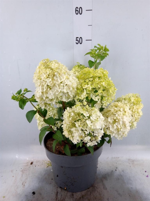 <h4>Hydrangea pan.</h4>