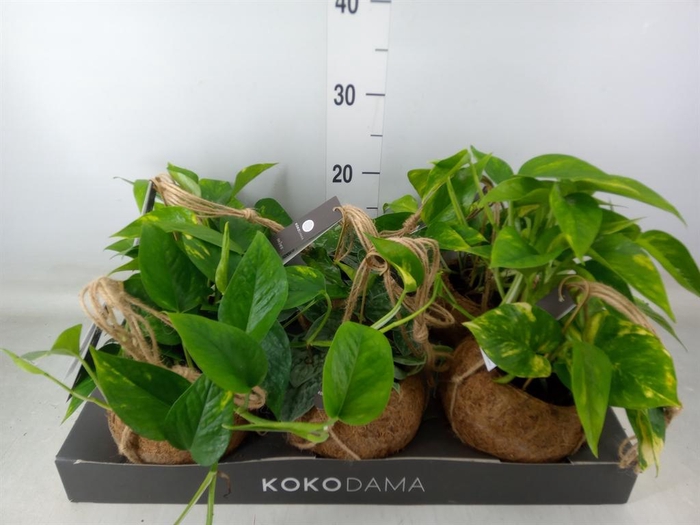 <h4>Scindapsus   ...</h4>