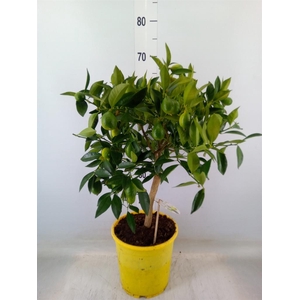 Citrofortunella floridana