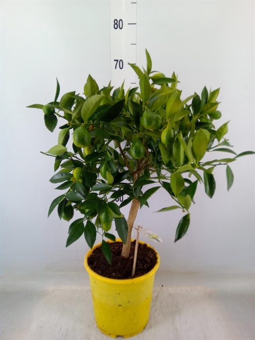 <h4>Citrofortunella floridana</h4>