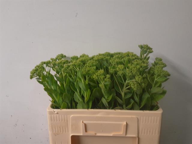 <h4>SEDUM SPECTABILE</h4>