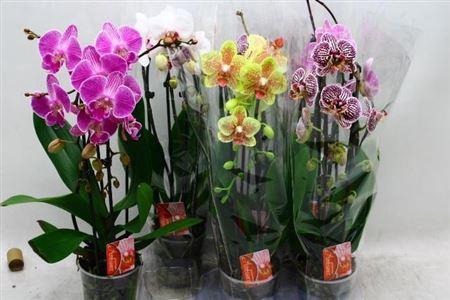 <h4>Phal El Cascade</h4>