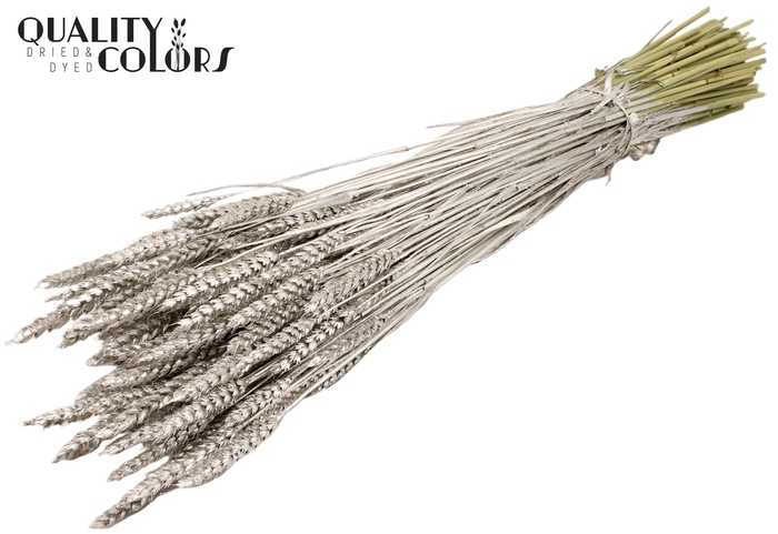 <h4>Triticum per bunch Platina</h4>