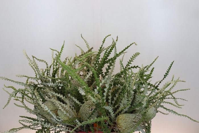 <h4>Banksia Speciosa</h4>