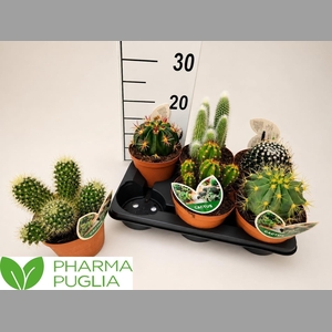 CACTUS GEM