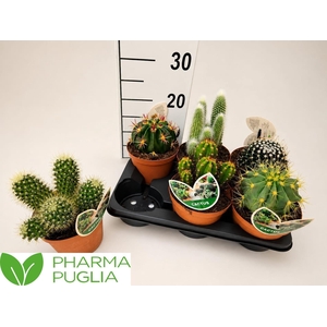 CACTUS GEM