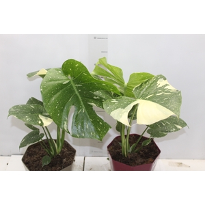 MONSTERA THAI CONSTELLATION P18