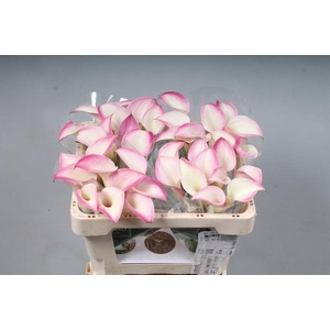 Zantedeschia call mario