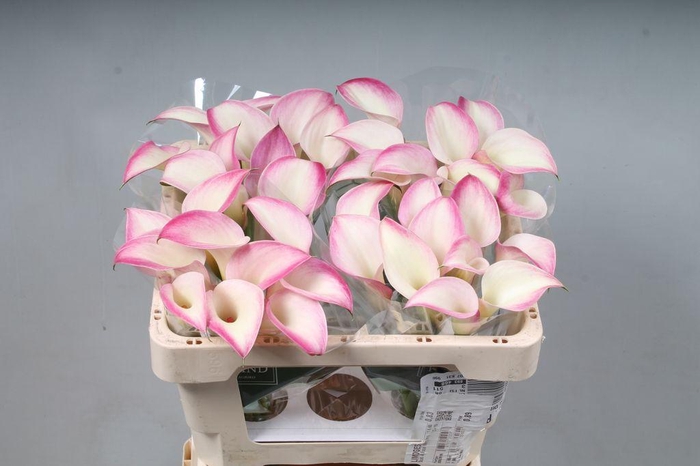 <h4>Zantedeschia call mario</h4>