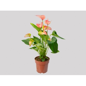 ANTHURIUM LIVIUM RED P17 BICOLOR