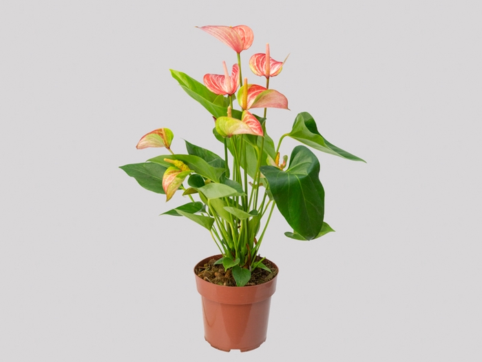 <h4>ANTHURIUM LIVIUM RED P17 BICOLOR</h4>