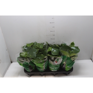 PEPEROMIA POLYBOTRYA RAINDROP P14