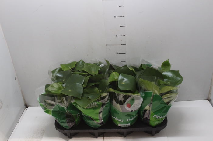PEPEROMIA POLYBOTRYA RAINDROP P14