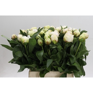 Paeonia Bowl Of Cream