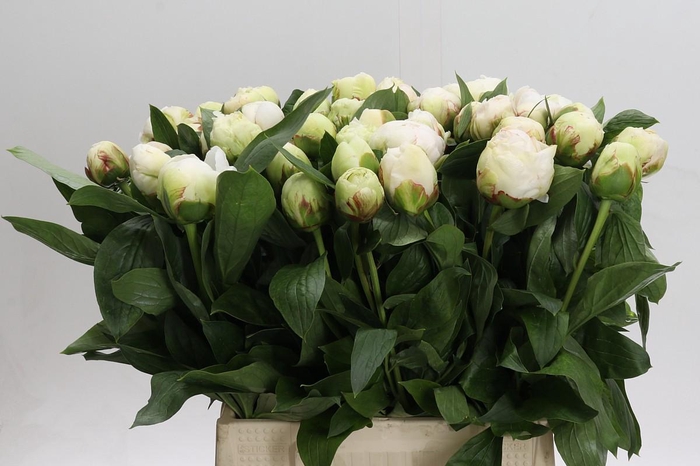 <h4>Paeonia Bowl Of Cream</h4>