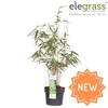 Fargesia rufa P19 - Elegrass