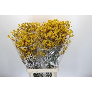 Anigozanthos Skippy Midday