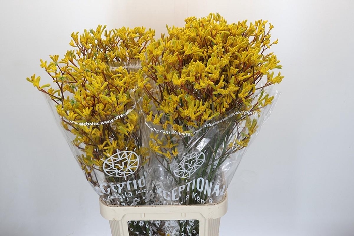 <h4>Anigozanthos Skippy Midday</h4>