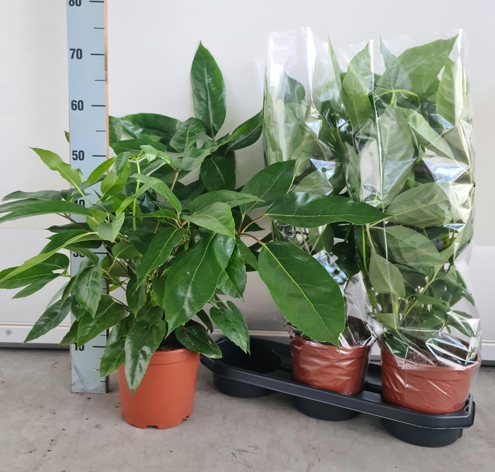 <h4>SCHEF AMATE</h4>