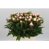 Paeonia Shirley Temple