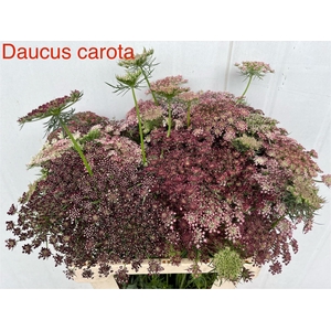 DAUCUS CAROTA DARA
