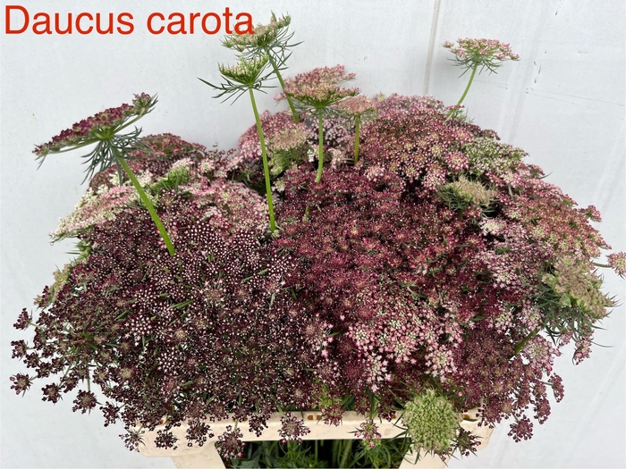 <h4>DAUCUS CAROTA DARA</h4>