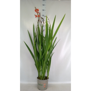Crocosmia  'Vulcan'