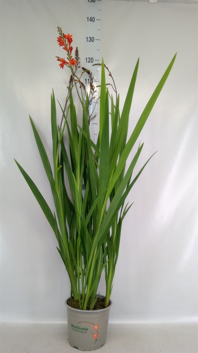 <h4>Crocosmia  'Vulcan'</h4>
